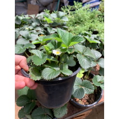 Muda de morango